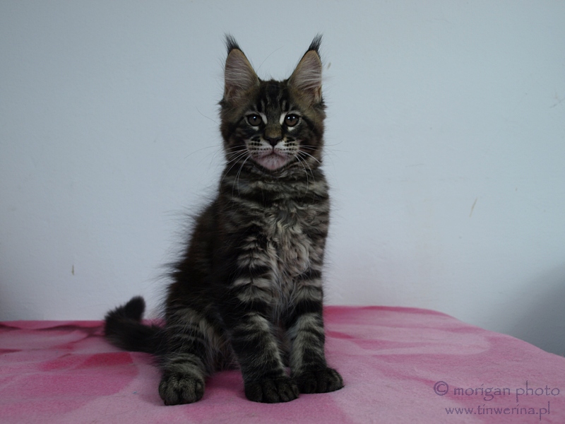 kocięta maine coon