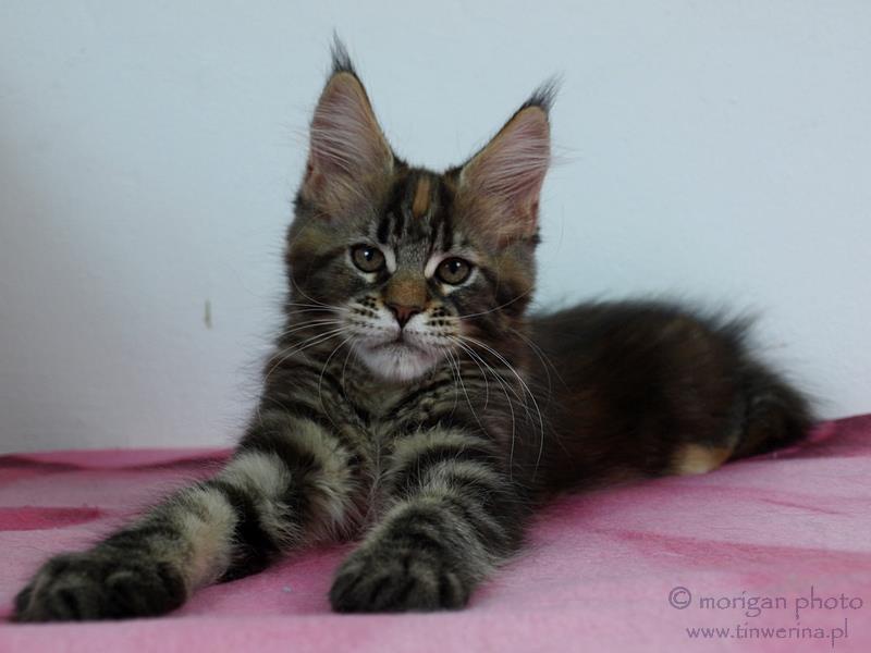 kocięta maine coon