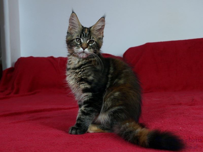 kocięta maine coon