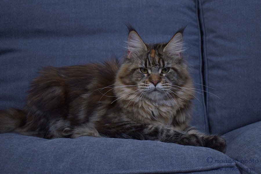 kocięta maine coon