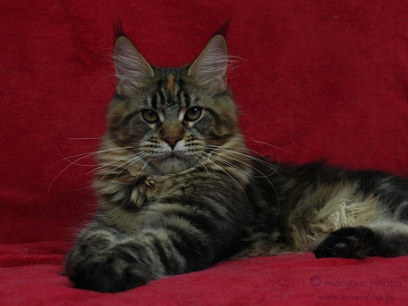 kocięta maine coon
