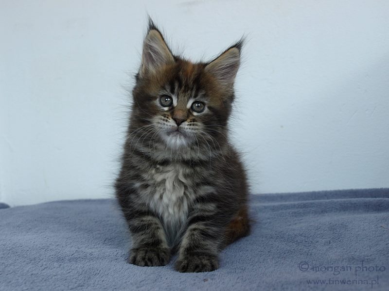 kocięta maine coon