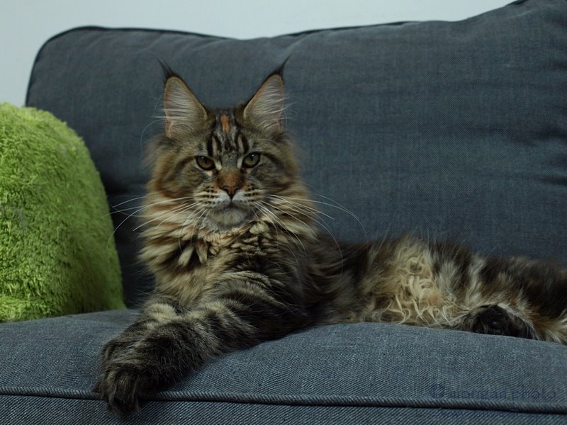 kocięta maine coon