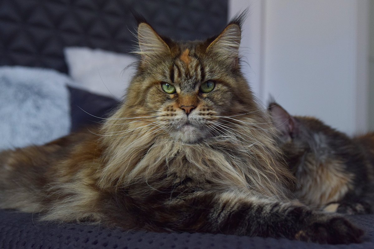 kocięta maine coon