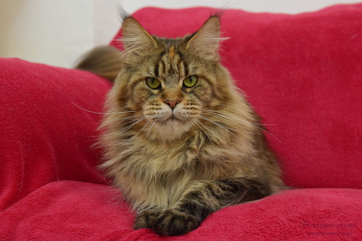 kocięta maine coon