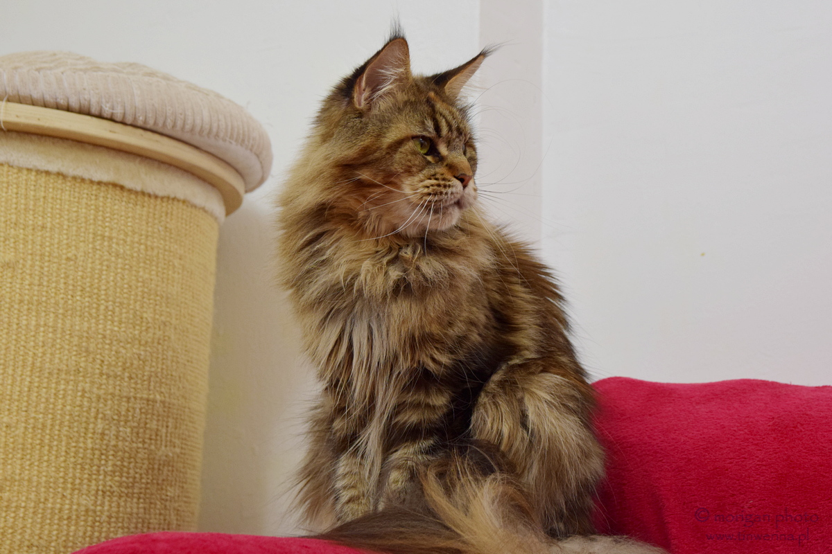 kocięta maine coon