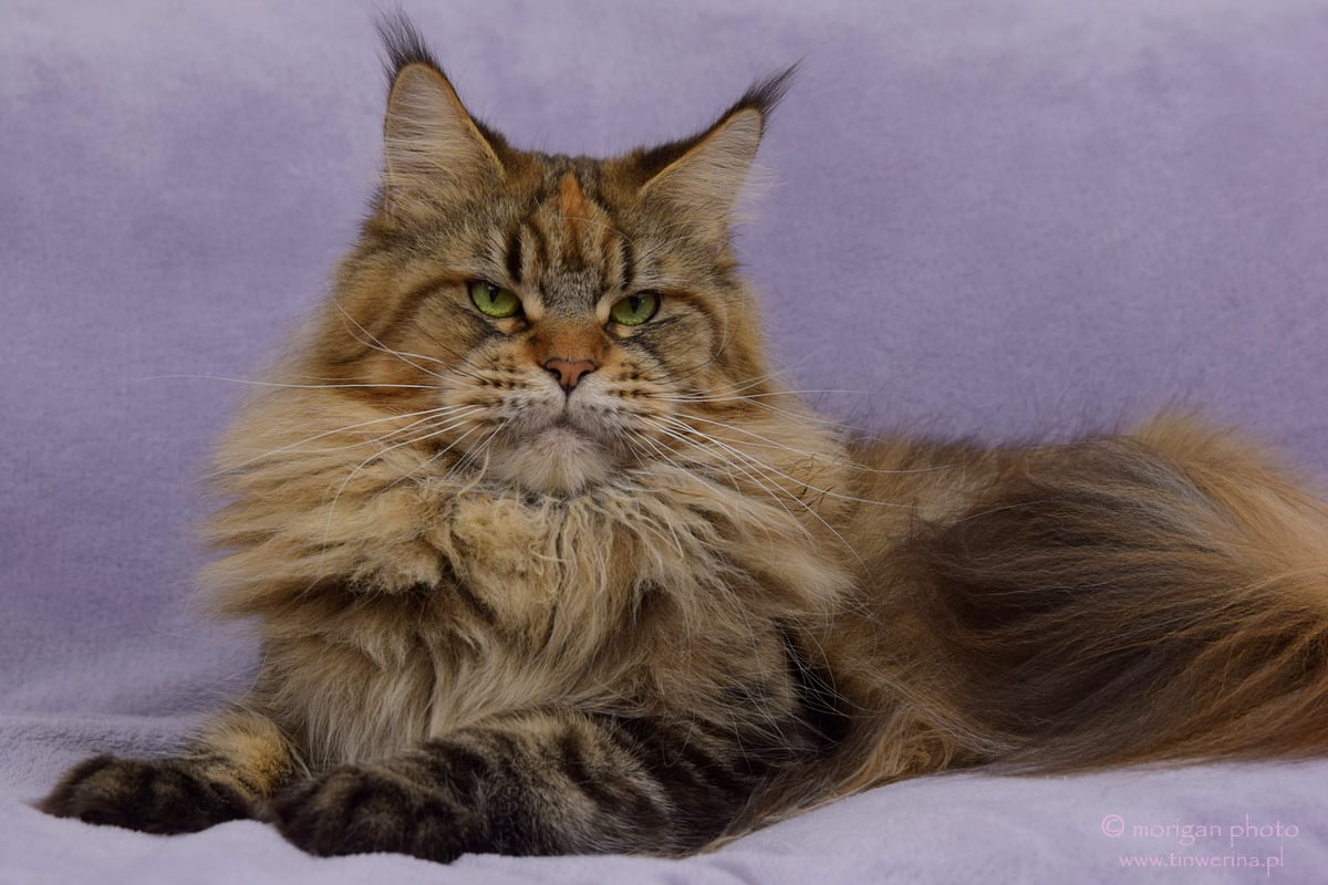 kocięta maine coon