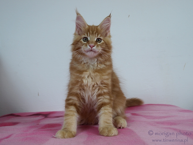 kocięta maine coon