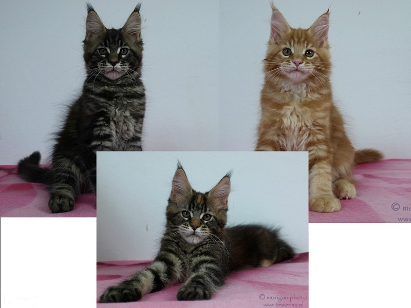 kocięta maine coon