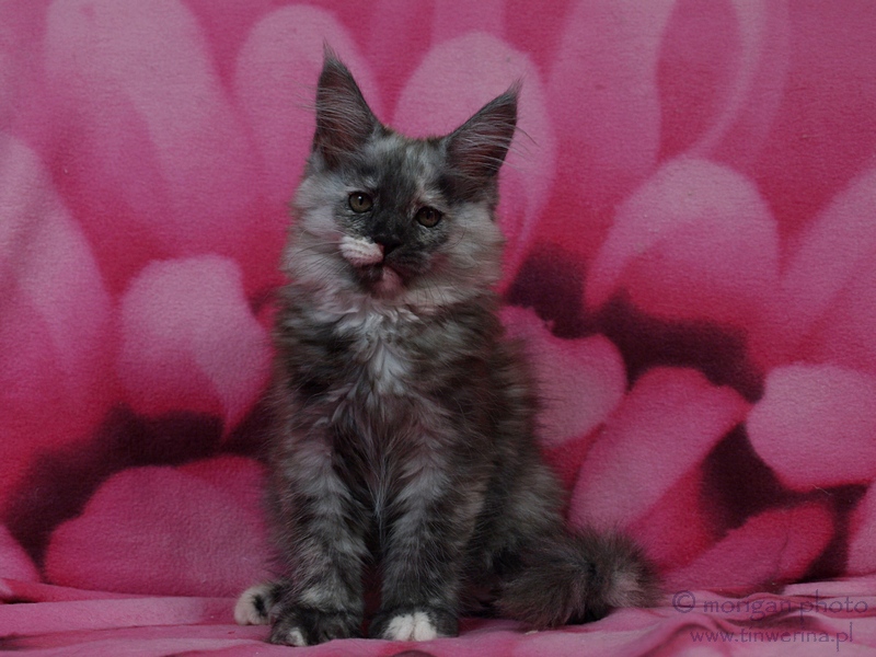 kocięta maine coon