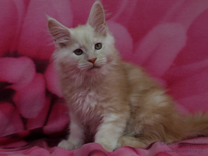 kocięta maine coon