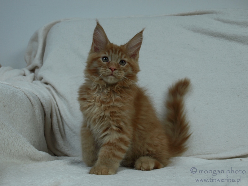 kocięta maine coon