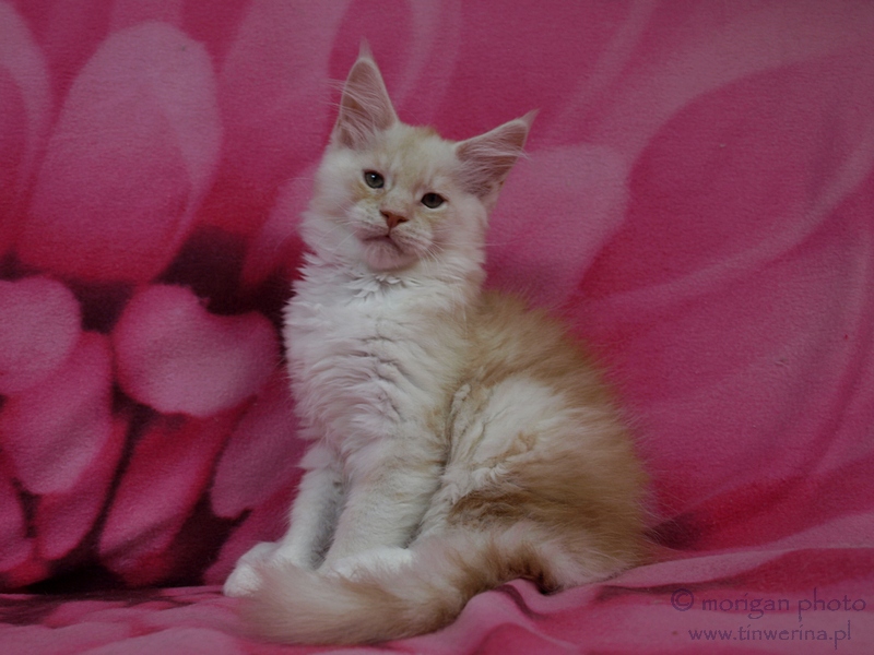 kocięta maine coon