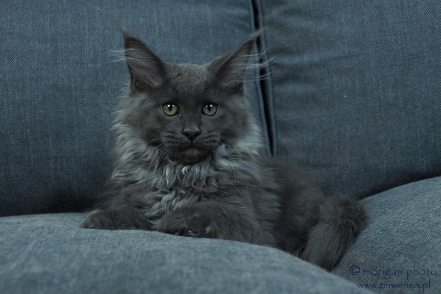 kocięta maine coon