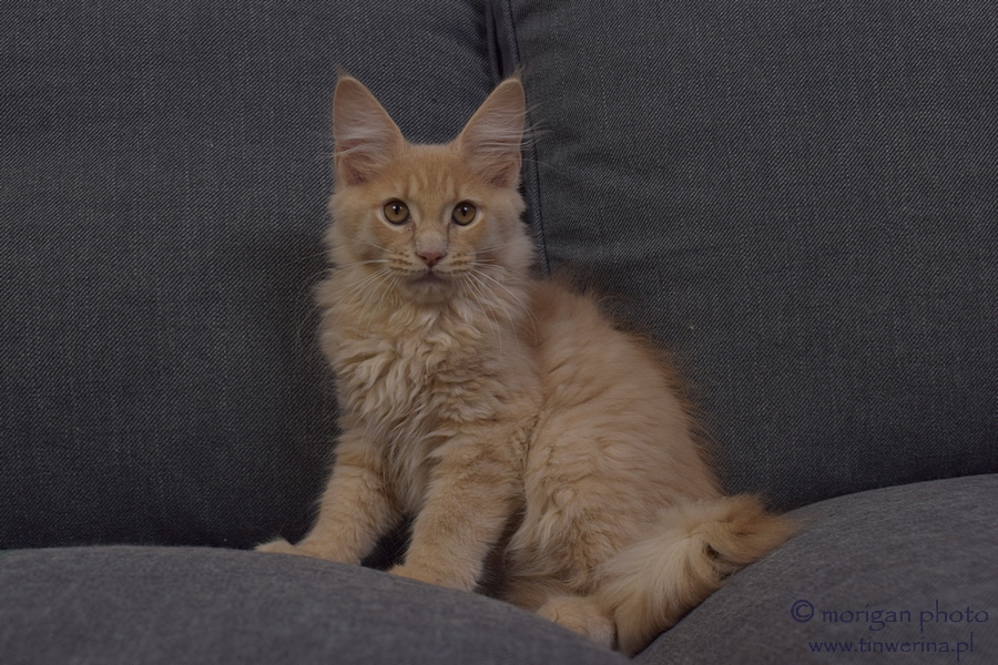 kocięta maine coon