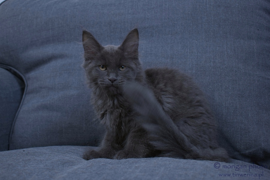 kocięta maine coon