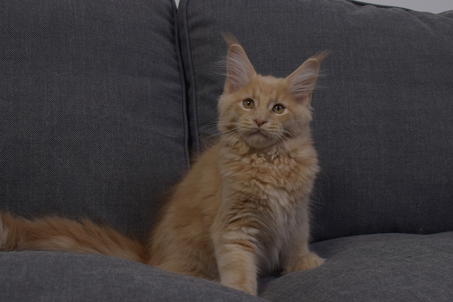kocięta maine coon