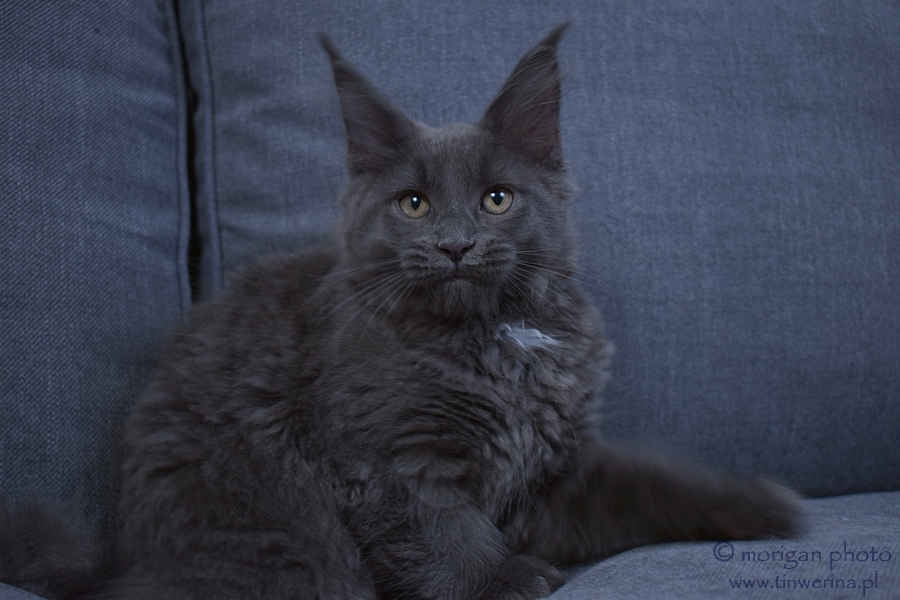 kocięta maine coon