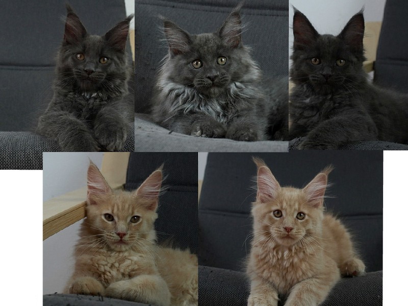 kocięta maine coon