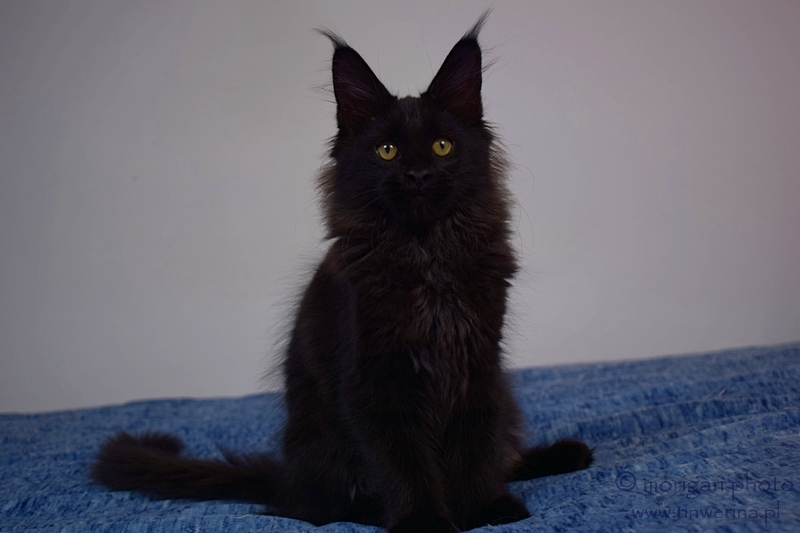 kocięta maine coon