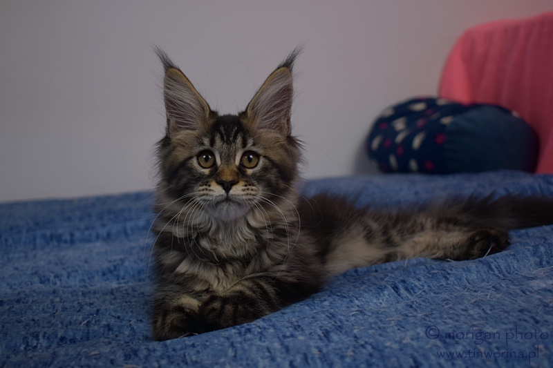 kocięta maine coon