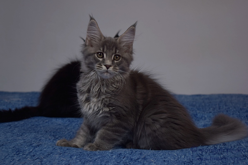 kocięta maine coon