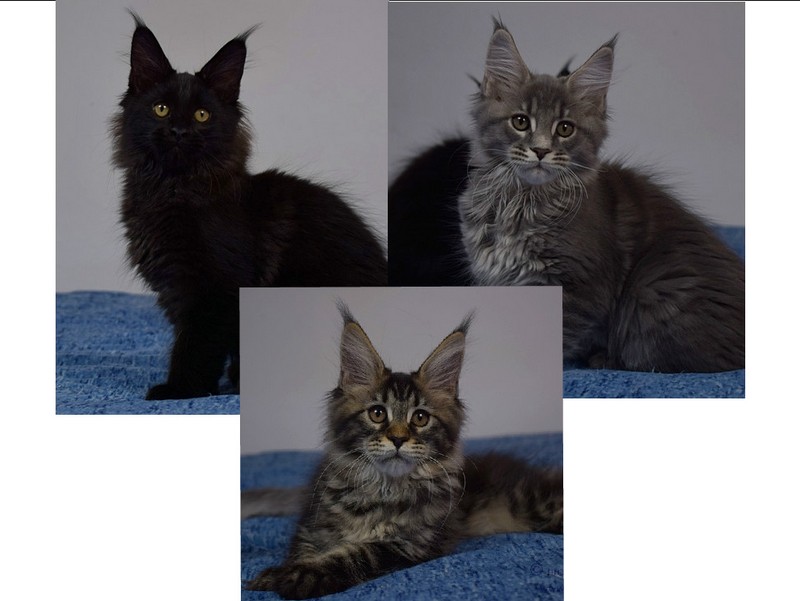 kocięta maine coon
