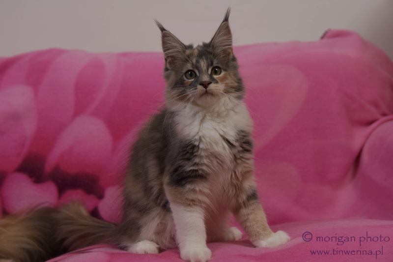 kocięta maine coon