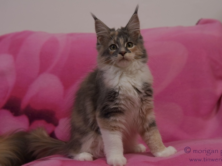 kocięta maine coon