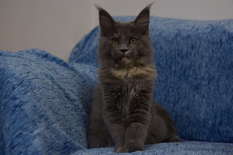 kocięta maine coon