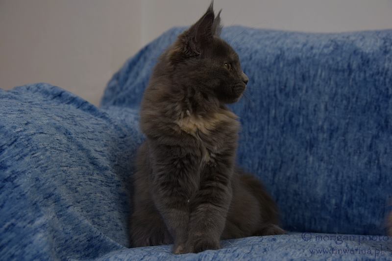 kocięta maine coon