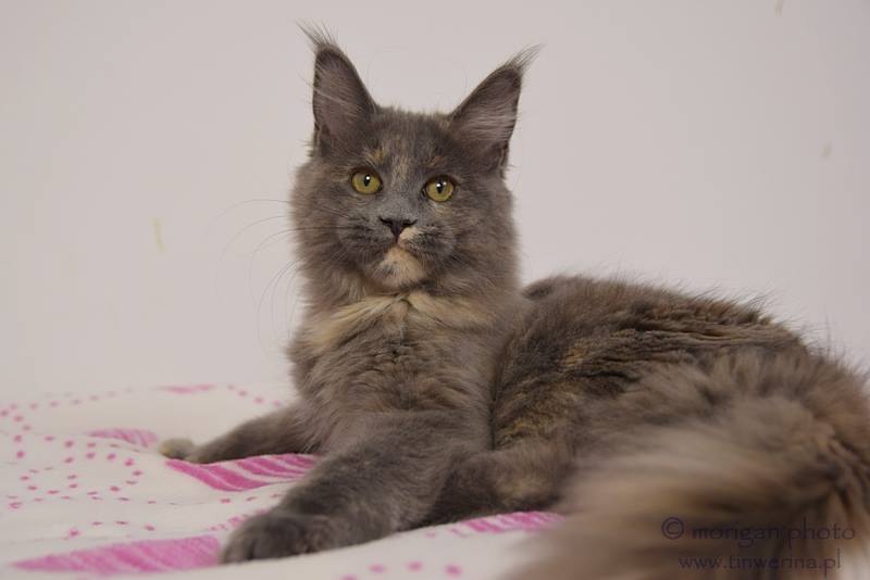 kocięta maine coon