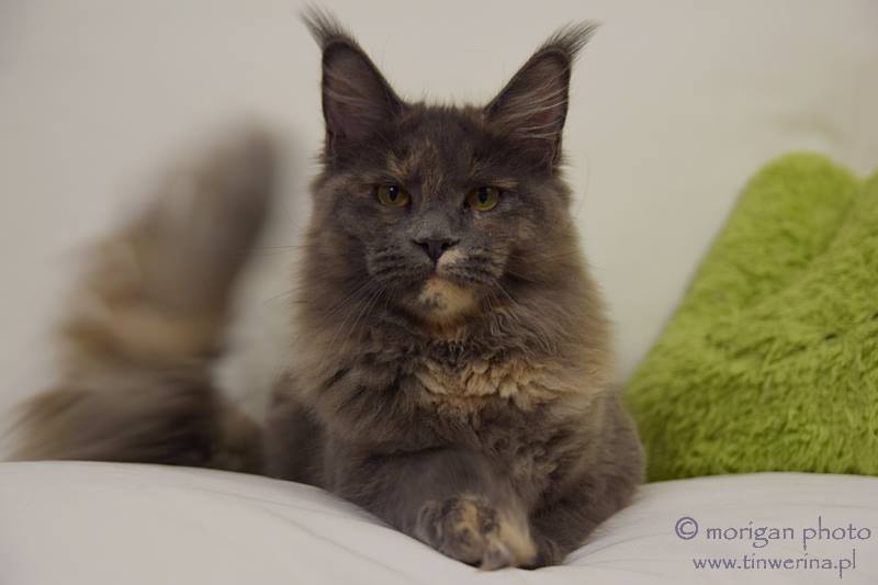 kocięta maine coon