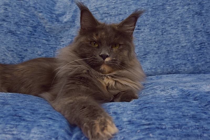 kocięta maine coon