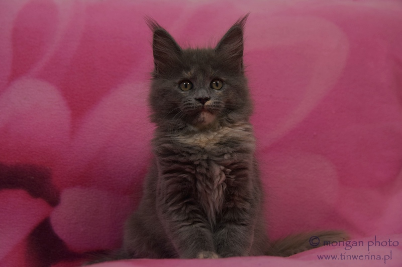 kocięta maine coon