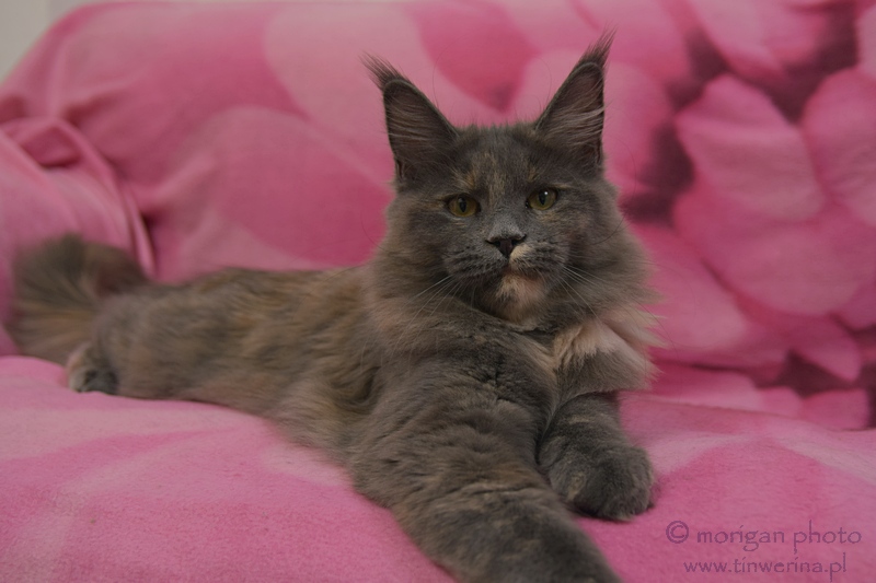kocięta maine coon
