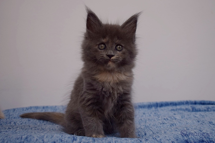 kocięta maine coon