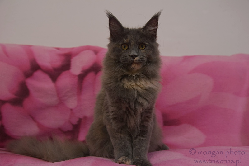 kocięta maine coon