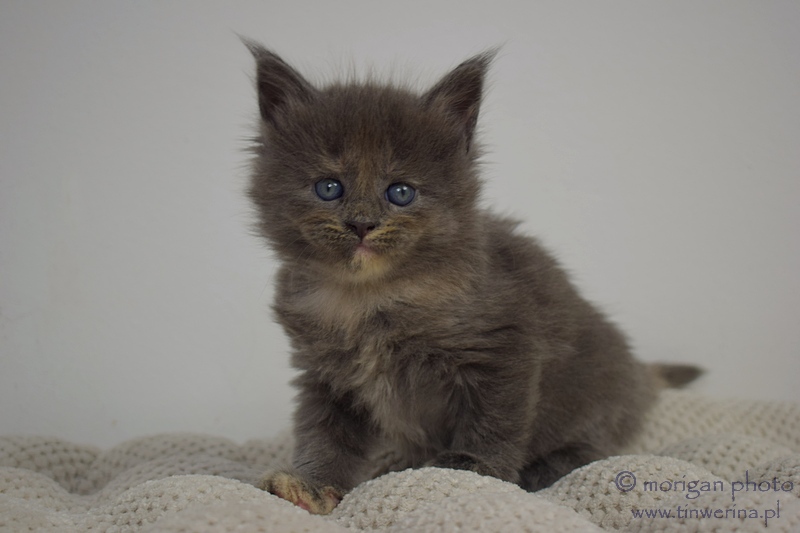 kocięta maine coon