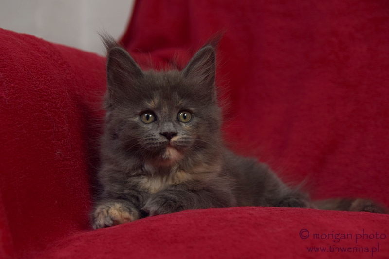 kocięta maine coon