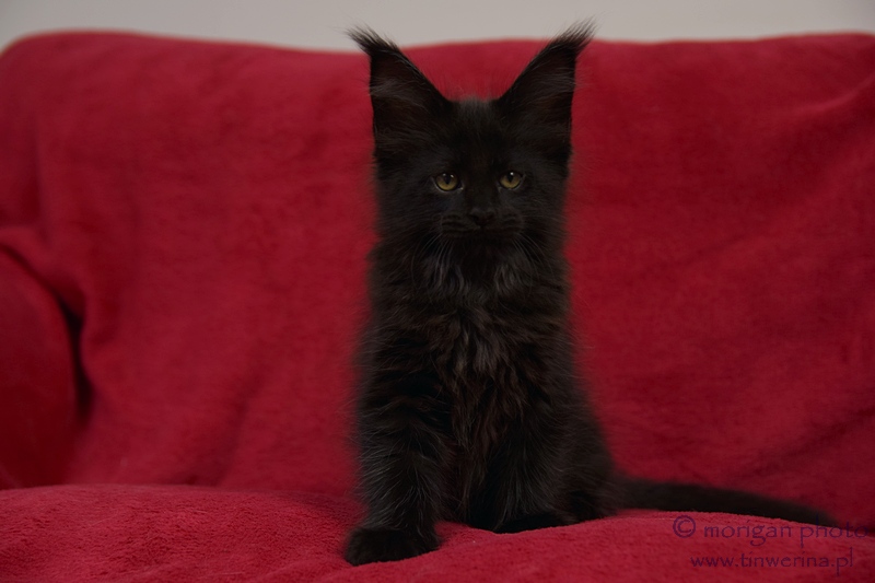 kocięta maine coon