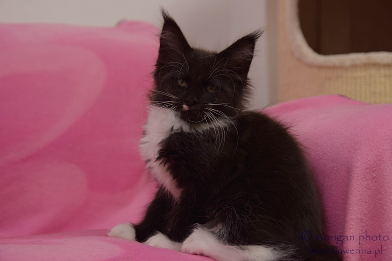 kocięta maine coon
