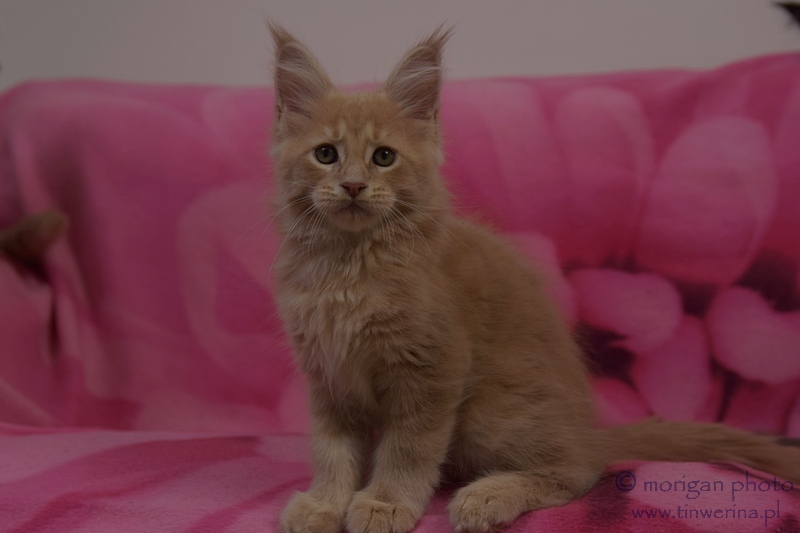 kocięta maine coon