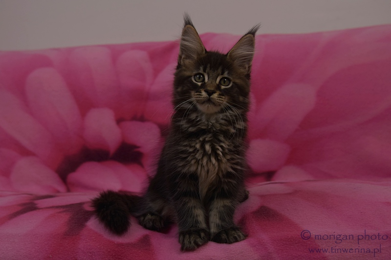 kocięta maine coon