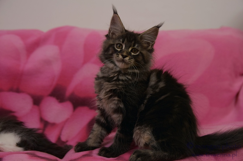 kocięta maine coon