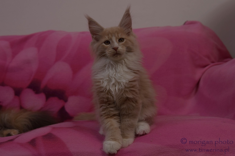 kocięta maine coon