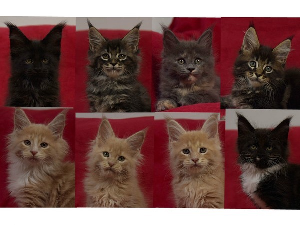 kocięta maine coon