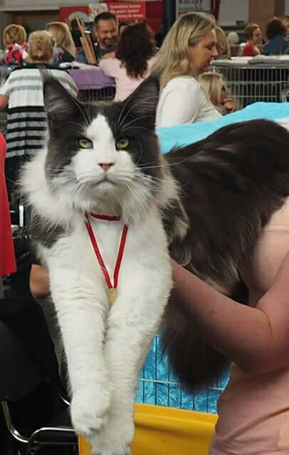 kocięta maine coon