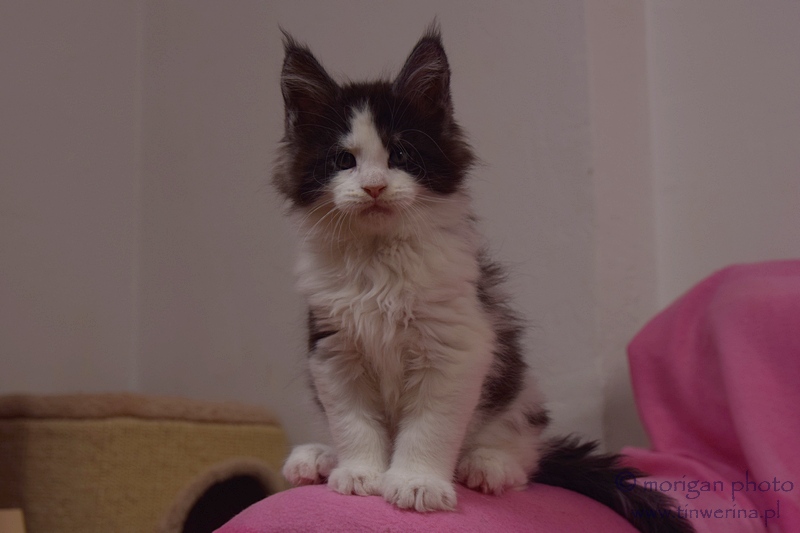 kocięta maine coon