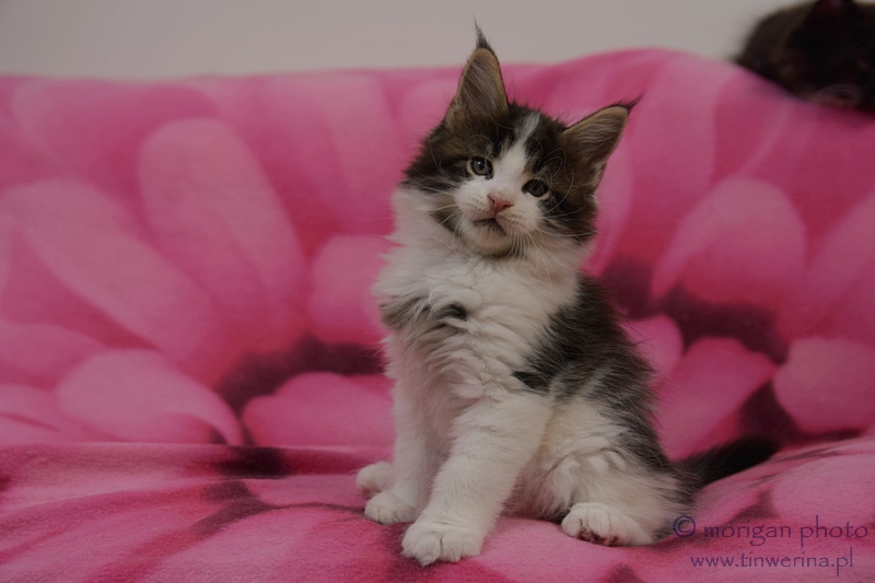 kocięta maine coon